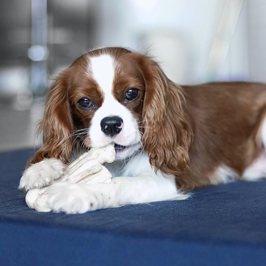 Dog at Wellness Exams in Woburn